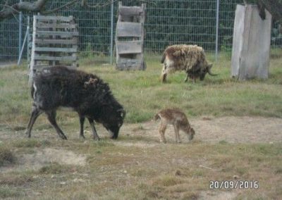 Landwirtschaftsbetrieb mit ökologischer Haltung und eigener Vermarktung